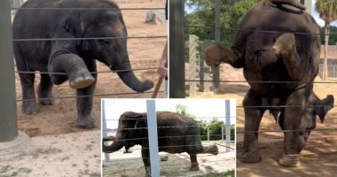 أفيال تمارس تمارين اليوجا يوميا بحديقة حيوان هيوستن للحفاظ على رشاقتها 