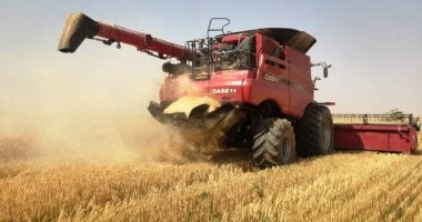الحكومة: رفع نسبة الاكتفاء الذاتى من القمح لـ45% عام 2026/2025