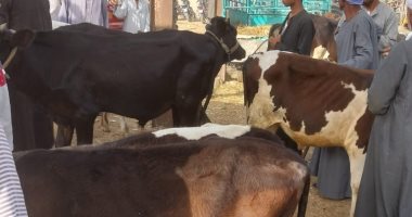 حملات تموينية على أسواق الماشية فى الأقصر تزامنا مع اقتراب عيد الأضحى