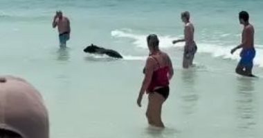 خرج من الماء فجأة.. دب صغير يصدم رواد شاطئ بولاية فلوريدا الأمريكية.. فيديو