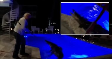 أمريكي يفاجأ بتمساح فى حمام سباحة منزله ويستنجد بمتخصصين لاصطياده.. فيديو