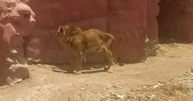 حديقة الحيوان بالإسكندرية: صورة الأسد الهزيل غير صحيحة وجميع الأسود بصحة جيدة