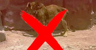 حديقة الحيوان بالإسكندرية: صورة الأسد الهزيل غير صحيحة وجميع الأسود بصحة جيدة