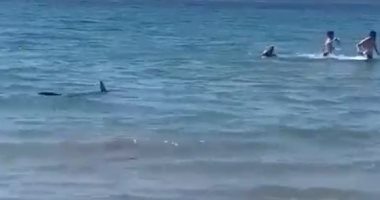 رعب على شاطئ بإسبانيا بعد هجوم سمكة قرش على المصطافين.. فيديو
