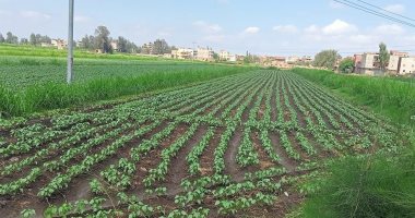 زراعة كفر الشيخ: ندوات إرشادية ومدارس حقلية للنهوض بزراعات القطن والذرة والأرز