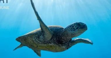 اليوم العالمى للبيئة.. شاهد بالصور حماية السلاحف البحرية المهددة بالانقراض