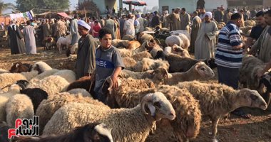 إقبال أهالى الغربية على أسواق الأضاحى.. زحام شديد على شراء خروف العيد