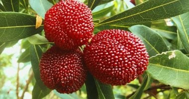 فاكهة العقيق.. موسم جنى ثمار التوت الأحمر بحقول الصين