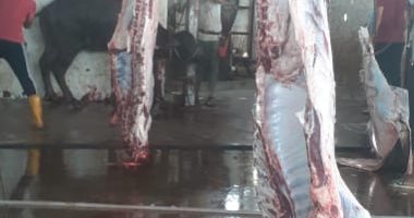 ذبح 10 رؤوس ماشية أول أيام عيد الأضحى وتوزيعها على مستحقيها بالإسماعيلية