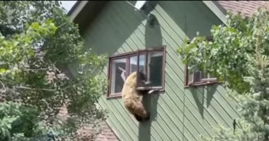 دب يقتحم منزلا أمريكيا ليتناول الطعام ويغادره بطريقة ذكية.. فيديو
