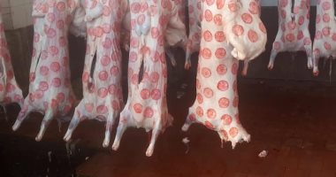 بيطري الغربية: ذبح 83 أضحية بالمجان حصيلة ثالث أيام عيد الأضحي المبارك