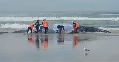 المد لم ينقذه.. نفوق حوت أحدب على أحد شواطئ شمال أستراليا "صور"