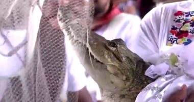زواج رئيس بلدية سان بيدرو هواميلولا بالمكسيك من أنثى تمساح.. فيديو