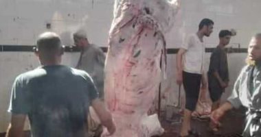 محافظ المنيا : ذبح 853 رأس ماشية بالمجان فى مجازر المحافظة