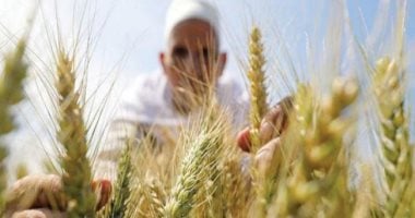 وزارة الزراعة: انتهاء الفترة المناسبة لزراعة القمح 10 ديسمبر 