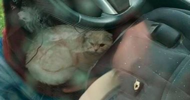قطة تنجو من موت محقق بعد سقوطها من الدور الـ23 بمبنى شاهق فى روسيا