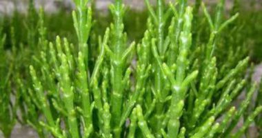 نبات "الساليكورنيا" المرشح كأحد حلول الطاقة الخضراء الجديدة فى 8 معلومات