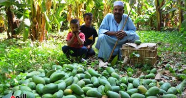 موسم المانجو.. السكرى والزبدية والعويس من الإسماعيلية والهندى والتيمورى من مزارع الصعيد