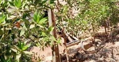 ديرمواس تتجمل بالمشاركة فى مبادرة زراعة 100 مليون شجرة يتزيين محيط مجمعات الخدمات