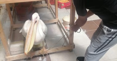 "البيئة" تنجح فى إنقاذ طائر البجعة البيضاء الكبيرة قبل بيعها فى بورفؤاد.. صور