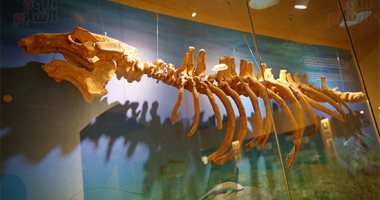 متحف وادى الحيتان يضم 195 قطعة تحكي تطور الحياة البحرية