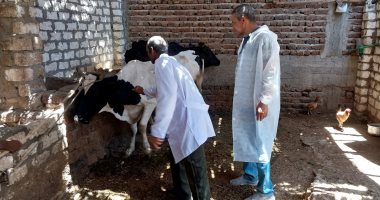 الطب البيطرى: تحصين 21 ألف رأس ماشية ضد الحمى القلاعية والوادى المتصدع