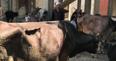 تحصين 110 آلاف رأس ماشية ضد الحمى القلاعية والوادي المتصدع بكفر الشيخ