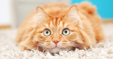 هل يمكن أن يصاب قطك بالاكتئاب؟.. 5 علامات تكشف لك ذلك