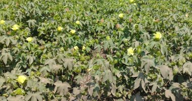 زراعة بورسعيد: الوزارة خصصت 3 حقول إرشادية كخدمة للمزارعين لمحصول القطن