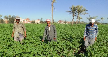 "زراعة كفر الشيخ": نزرع ثلث مساحة القطن على مستوى الجمهورية
