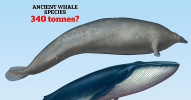 جامعة المنصورة: العمل على اكتشاف الحوت بدأ من 2017 بالتنسيق مع البحث العلمى