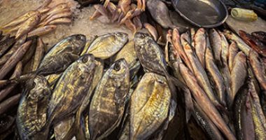 ضبط أسماك مملحة غير صالحة و22 تاجر يبيعون السجائر بأزيد من التسعيرة بكفر الشيخ