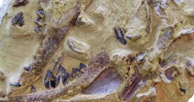 الدكتور هشام سلام يوضح تفاصيل اكتشاف حفرية حوت عمره 41 مليون سنة.. فيديو