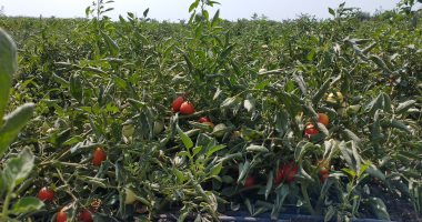 شاهد محصول الطماطم فى المنيا.. زيادة إنتاجية الفدان وجودة الزراعة أبرز المشاهد