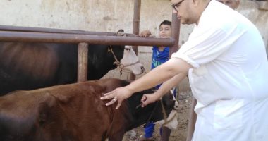 بيطرى الغربية: تحصين 188 ألف رأس ماشية ضد "الحمى القلاعية والوادى المتصدع"