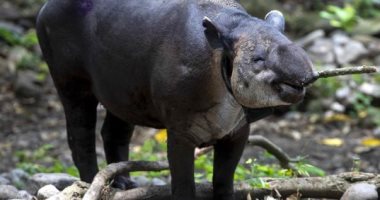 نيكاراجوا تفتتح أول حديقة لمشاهدة حيوان "التايبر" المهدد بالانقراض