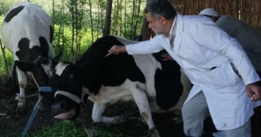 تحصين 419 ألف رأس ماشية ضد الأمراض الوبائية فى الشرقية