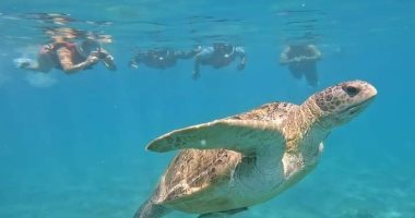 الأجمل فى التنوع البيولوجى.. خليج مرسى مبارك موطن السلاحف البحرية والدوجونج