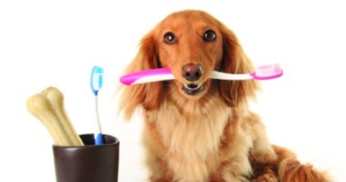 Simple ways to keep your dog’s teeth clean are essential to protect against disease