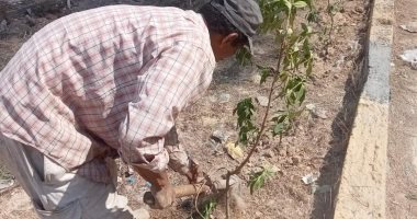 زراعة أشجار مثمرة فى العامرية بالإسكندرية ضمن مبادرة "100 مليون شجرة"