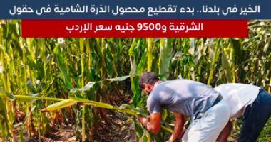 الخير فى بلدنا.. بدء تقطيع محصول الذرة الشامية بحقول الشرقية و9500 جنيه للإردب