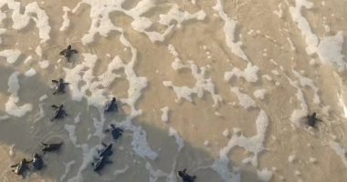 تدشين مبادرة إطلاق السلاحف البحرية على شاطئ البحر المتوسط بالعريش