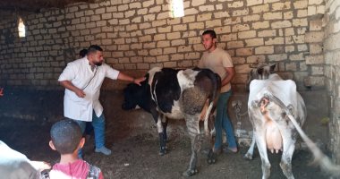قافلة بيطرية لتحصين وعلاج رؤوس الماشية والدواجن بفايد فى الإسماعيلية
