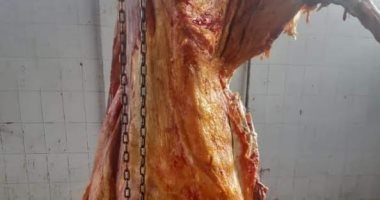 إعدام رأس ماشية تزن 400 كيلو مصابة بمرض الصفراء داخل مجزر فى ملوى بالمنيا