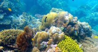 الطبيعة فى مواجهة المناخ.. الشعاب المرجانية تقاوم رغم توقعات اختفائها
