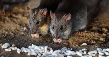 باحثون يابانيون: أجنة الفئران تنمو فى الفضاء لأول مرة