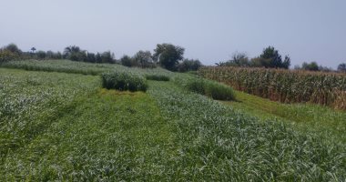 شاهد موسم الحصاد للمحاصيل الصيفية بالمنيا.. الذرة والفول الصويا أبرزها