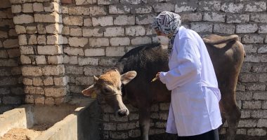  تحصين 235 ألف رأس ماشية ضد الحمى القلاعية فى حملة بيطرية بالغربية