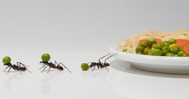 الفلفل الأسود والقرفة.. مكونات منزلية تساعدك على التخلص من النمل
