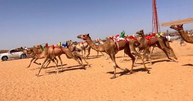 اليوم.. انطلاق فعاليات سباق الهجن بشمال سيناء احتفالا بذكرى نصر أكتوبر